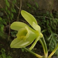 Vanilla planifolia Andrews